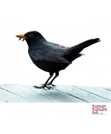 Manual blackbird claim 3