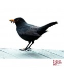 Manual blackbird claim 3