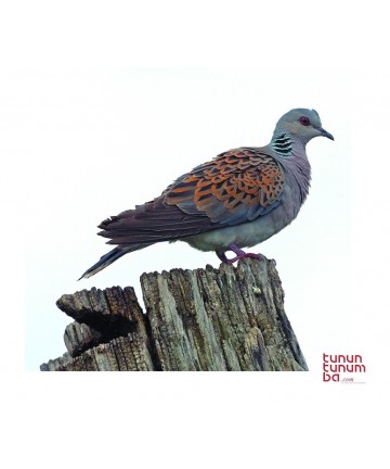 Turtle dove claim 3