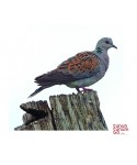Turtle dove claim 3